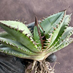 [Lj_plants]W115 special selection stock agave chitanota real raw less name large . cover short . leaf a little over . selection . stock ultimate beautiful stock 