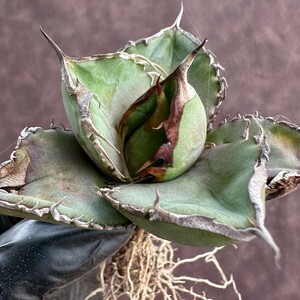 [Lj_plants]W118 limitation special selection stock agave chitanota real raw large . cover circle .. compact . leaf shape short . leaf a little over . selection . stock 