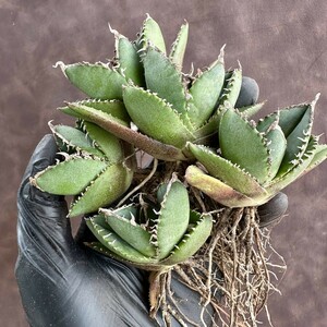 [Lj_plants]W120 agave chitanota south Africa diamond finest quality a little over . madness . a little over white . ultimate . stock 5 stock including in a package 
