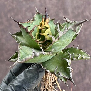 [Lj_plants]W121 agave chitanotasi- The -super caesar finest quality a little over . finest quality madness . carefuly selected finest quality beautiful stock 