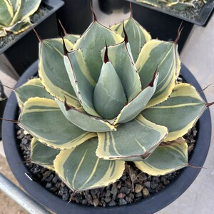[Lj_plants] W131 agave Paris - tiger n car tao Liza ba rare . clear . special . own rearing parent stock direct thread . stock very superior DNA. stock 1 stock 