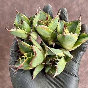 [Lj_plants]W146 agave chitanota.. dragon . new kind carefuly selected stock ultimate beautiful finest quality . stock 5 stock including in a package 