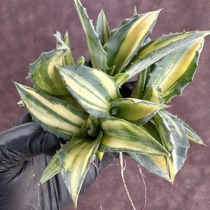 [Lj_plants] W148 succulent plant agave fe lock s. clear . finest quality ... ultimate beautiful finest quality stock 5 stock including in a package 