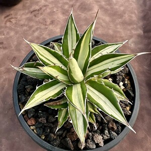 [Lj_plants]W153 succulent plant agave Hori dahorrida super rare . white middle . finest quality . stock 1 stock 