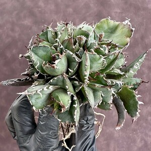 [Lj_plants] W156 agave chitanota white . finest quality a little over . special selection finest quality . stock group raw 