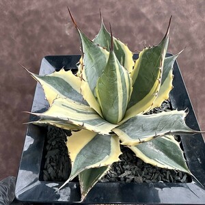 [Lj_plants] W157 succulent plant agave palasana Imp reshoni -stroke . wheel . finest quality . stock 