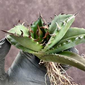 【Lj_plants】W161アガベ チタノタ キューピッド/翼竜 agave titanota Cupid 強棘 厳選極上美株