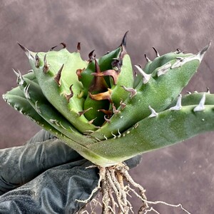 【Lj_plants】W162アガベ チタノタ キューピッド/翼竜 agave titanota Cupid 強棘 厳選極上美株