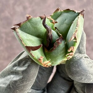 [Lj_plants]W167 agave chitanota. month ultimate beautiful finest quality . stock 