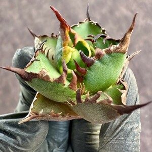 [Lj_plants] W170 agave chitanota red cat we zru red cat ball type .. finest quality a little over . stock 