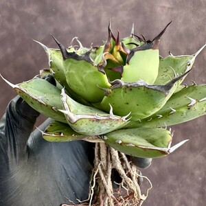 【Lj_plants】W171アガベ　チタノタ 海神 極上強棘 狂刺 強白棘 丸い叶 コンパクト包葉形 極美極上株