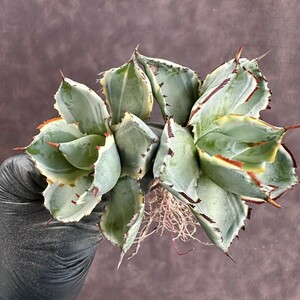 [Lj_plants]W182 succulent plant agave helmet .. clear .. wheel . ream ... finest quality stock 2 stock including in a package 