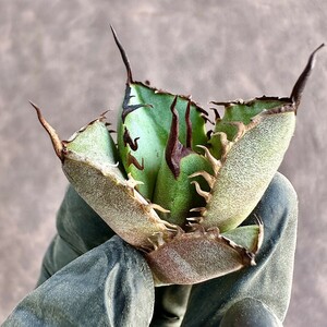 【Lj_plants】W255アガベ チタノタ ウルヴァリン agave 金剛狼 極上強棘 狂刺 極上子株 