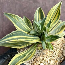 【Lj_plants】W296 新種の先発です 多肉植物 アガベ Isthmensis x Desmettiana 極上縞斑 子株1株_画像2