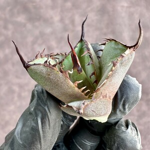 【Lj_plants】W320アガベ チタノタ ウルヴァリン agave 金剛狼 極上強棘 狂刺 極上子株 