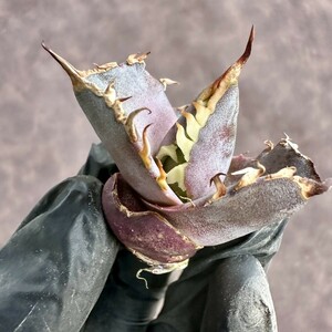 【Lj_plants】 W404 アガベ チタノタ 金剛 子株 agave kingkong 発根済 極上強棘 極美極上子株