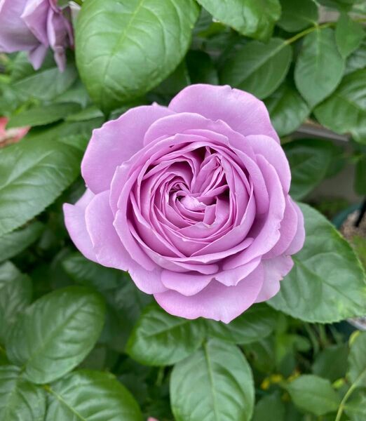 バラ苗 薔薇苗 青バラ 藤色バラ 紫色バラ 挿木苗 カインダ* 17