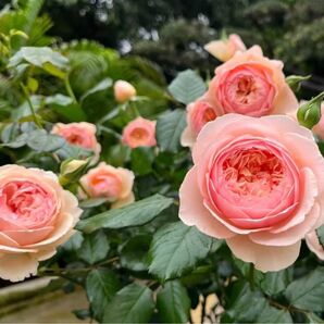 バラ苗 薔薇苗 禅ローズ オレンジバラ 挿木苗 *そら 10