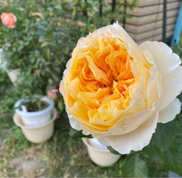 バラ苗 薔薇苗 ベアト* 黄色バラ 切花品種 イエローバラ DA 挿木苗2