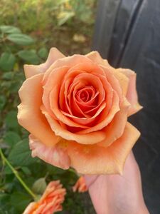 バラ苗 薔薇苗 オレンジ色バラ 茶色バラ 挿木苗 アシュラム12