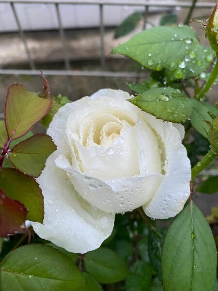 バラ苗 薔薇苗 クロッシュド 白色バラ 切花品種 レア 結婚式 挿木苗3
