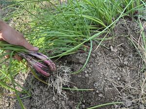 《送料込》島らっきょう(赤) ハイブリッドらっきょう1.5kg 《残りわずか》