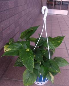  Golden pothos hanging pot 