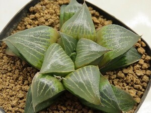 ■[Y104]レツーサ錦S-1×チェリーブロッサム　実生　未繁殖　ヤマト運輸 【多肉植物　Haworthia　ハオルチア　ハオルシア】