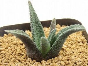 ■[Y103]ソルディダ　実生　未繁殖　ヤマト運輸 【多肉植物　Haworthia　ハオルチア　ハオルシア】