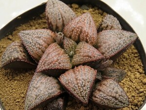 ■[Y100]雪景色×Nice parent　実生　未繁殖　ヤマト運輸 【多肉植物　Haworthia　ハオルチア　ハオルシア】