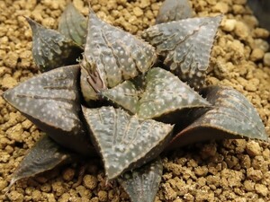 ■[Y097]バディア 永-70×輸入バディア　実生　未繁殖　ヤマト運輸 【多肉植物　Haworthia　ハオルチア　ハオルシア】