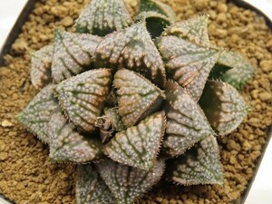 ■[Y095]ブーメランBig×Mary　実生　未繁殖　ヤマト運輸 【多肉植物　Haworthia　ハオルチア　ハオルシア】