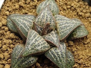 ■[Y094]GM452 SPK-1×Super Galaxy(S-1）　実生　未繁殖　ヤマト運輸 【多肉植物　Haworthia　ハオルチア　ハオルシア】