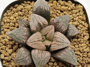 ■[Y085]特WDW白百合×四月(特)白銀　実生　未繁殖　ヤマト運輸 【多肉植物　Haworthia　ハオルチア　ハオルシア】