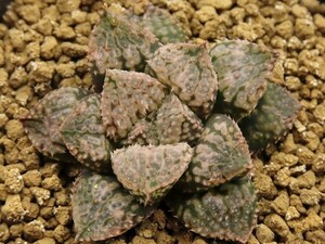 ■[Y084]四月物語×Green Wolf　実生　未繁殖　ヤマト運輸 【多肉植物　Haworthia　ハオルチア　ハオルシア】