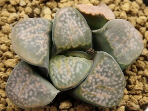 ■[Y082]特大グロエネ×グロエネワルディCL1　実生　未繁殖　ヤマト運輸 【多肉植物　Haworthia　ハオルチア　ハオルシア】