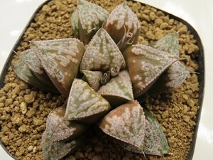 ■[Y076]ピグマエア錦×葵スプレンデンス　実生　未繁殖　ヤマト運輸 【多肉植物　Haworthia　ハオルチア　ハオルシア】