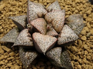 ■[Y078]Nice parent×雪景色　実生　未繁殖　ヤマト運輸 【多肉植物　Haworthia　ハオルチア　ハオルシア】