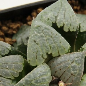 ■[Y058]Absolute Zero×クイーンマリリン 実生 未繁殖 ヤマト運輸 【多肉植物 Haworthia ハオルチア ハオルシア】の画像2