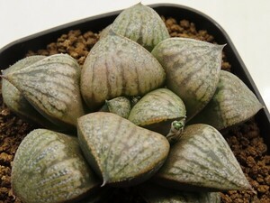 ■[Y055]百猿兄弟×葵スプレンデンスF2＃1　実生　未繁殖　ヤマト運輸 【多肉植物　Haworthia　ハオルチア　ハオルシア】