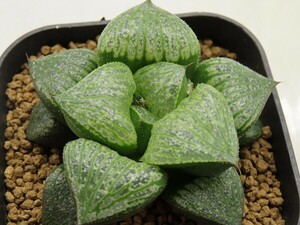 ■[Y047]仮面舞踏会×GM452 IK No2　実生　未繁殖　ヤマト運輸 【多肉植物　Haworthia　ハオルチア　ハオルシア】