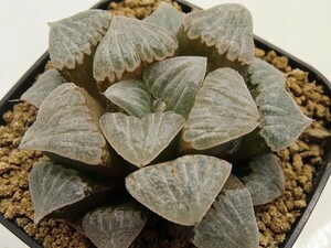 ■[Y046]チェリーブロッサム×ブロンズキャッスル　実生　未繁殖　ヤマト運輸 【多肉植物　Haworthia　ハオルチア　ハオルシア】