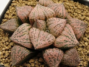 ■[Y045]赤星×堀川ピクタ　実生　未繁殖　ヤマト運輸 【多肉植物　Haworthia　ハオルチア　ハオルシア】