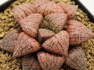 ■[Y044]フェアレディー×赤竜　実生　未繁殖　ヤマト運輸 【多肉植物　Haworthia　ハオルチア　ハオルシア】