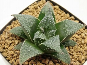 ■[Y036]武蔵　ヤマト運輸 【多肉植物　Haworthia　ハオルチア　ハオルシア】