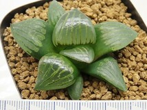 ■[Y035]竹虎　ヤマト運輸 【多肉植物　Haworthia　ハオルチア　ハオルシア】_画像2