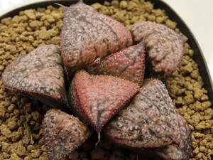 ■[Y029]Deep Red　ディープレッド　ヤマト運輸 【多肉植物　Haworthia　ハオルチア　ハオルシア】