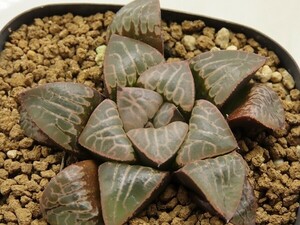 ■[Y027]Cosmic rays　コスミックレイズ　SCオリジナル　ヤマト運輸 【多肉植物　Haworthia　ハオルチア　ハオルシア】