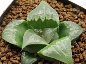 ■[Y024]王天紅　ヤマト運輸 【多肉植物　Haworthia　ハオルチア　ハオルシア】