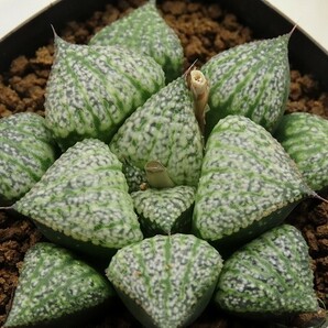 ■[Y018]エミール ヤマト運輸 【多肉植物 Haworthia ハオルチア ハオルシア】の画像1